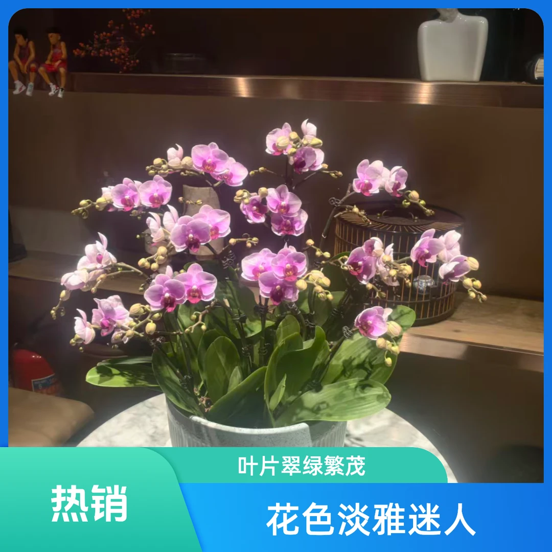 宝贝10支（高档瓷盆 ）