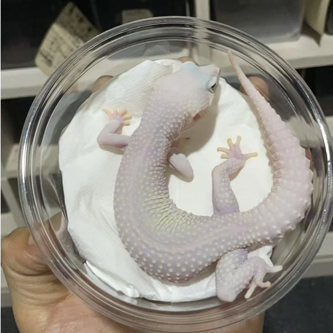 002 雪花恶魔白酒缺脚趾 公