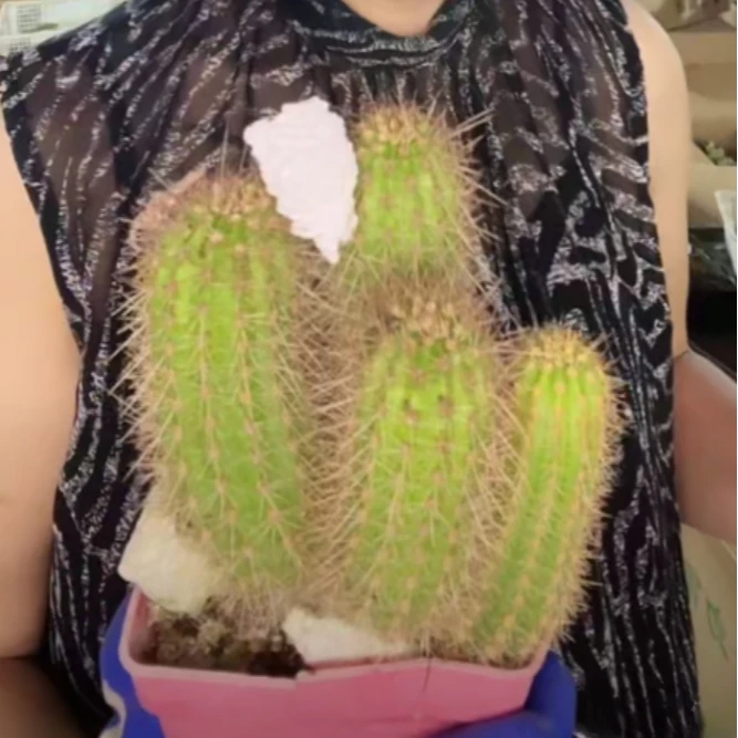 二妹园艺【 多头群生毛花柱  实生根 】满18包邮脱土发货