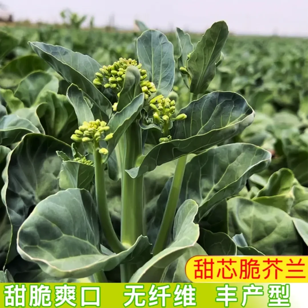 【甜心绿芥兰种子】家庭阳台小院四季种植盆栽地栽易种易活