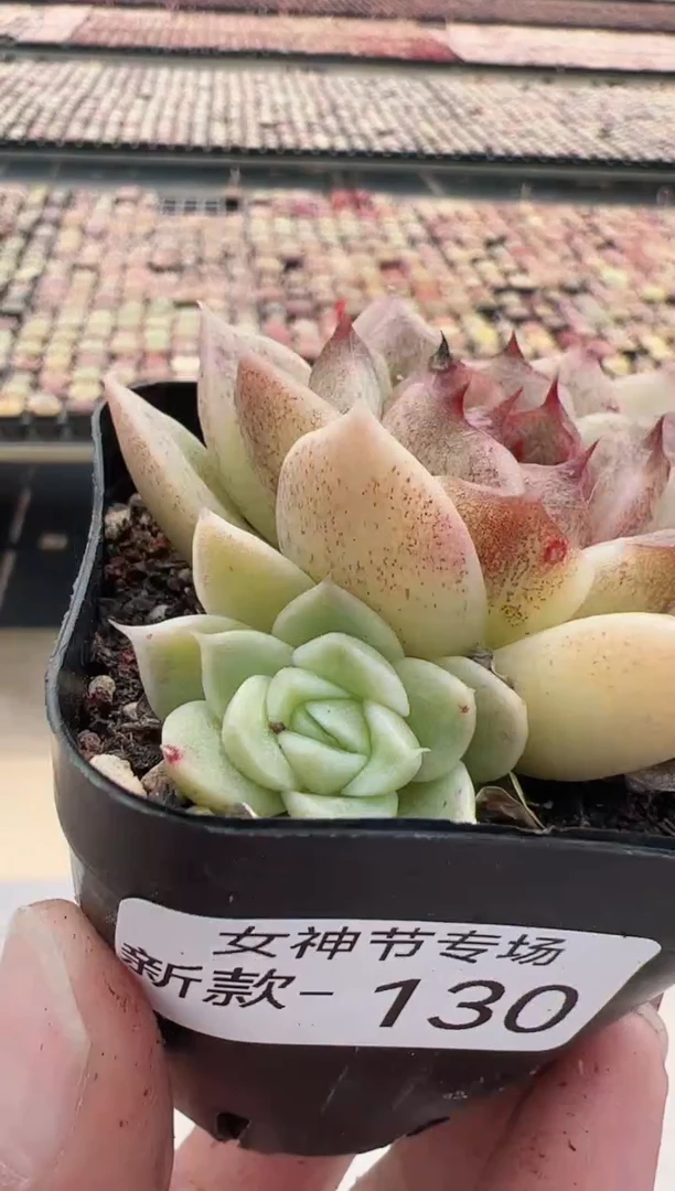 【闪购商品】新款多肉-130