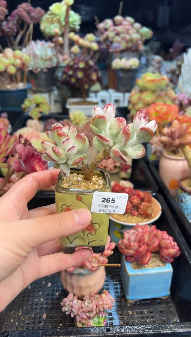 【闪购商品】265不带盆