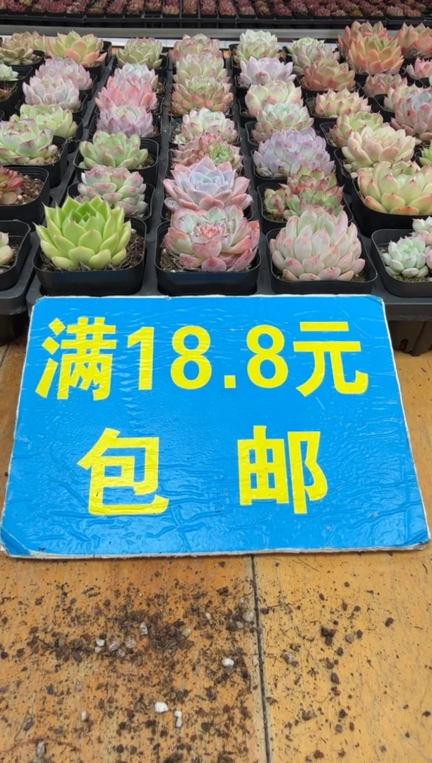 东云多肉园二店-298