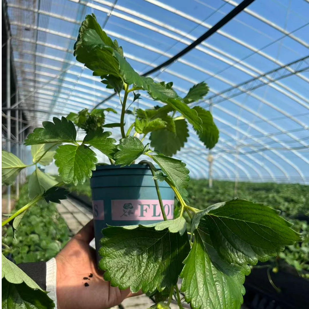 【头茬原盆原土】建德白露白草莓苗盆栽