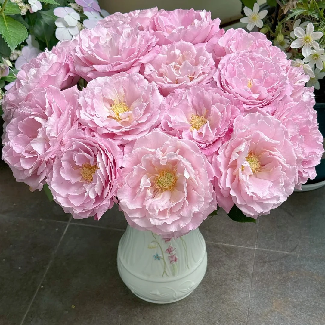 【杯状蓝眼】玫瑰鲜花/花束 云南鲜花基地直发