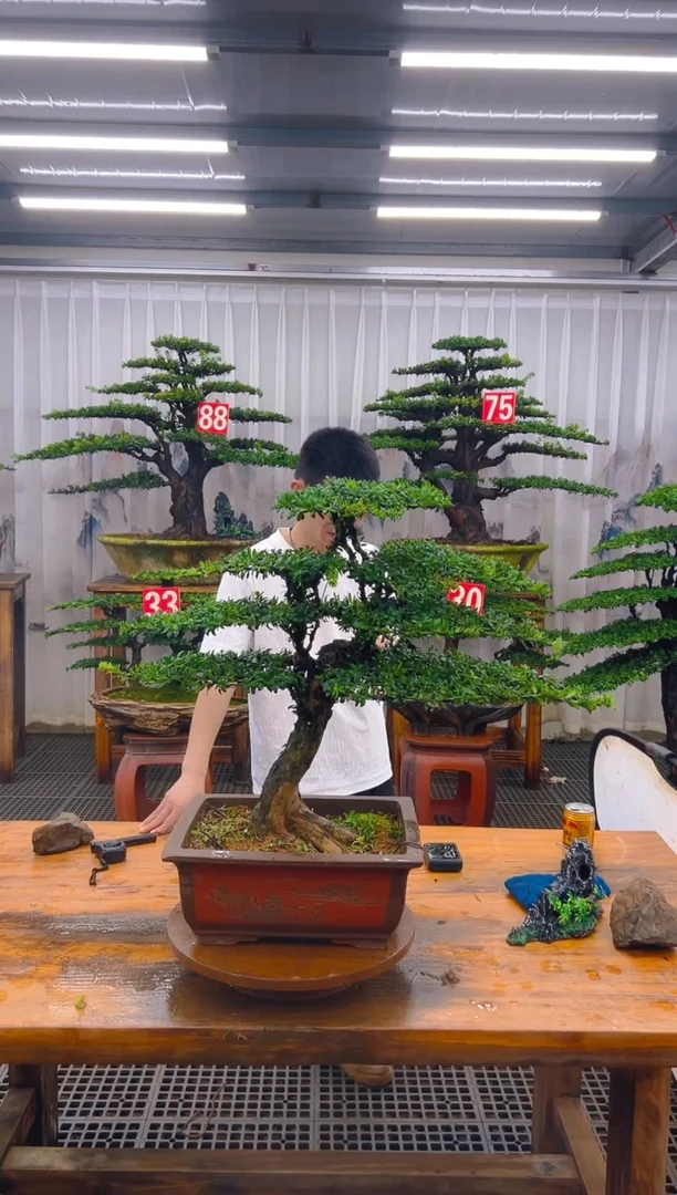 无花朵精品盆景直播间一物一拍