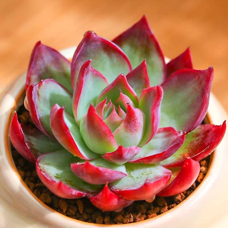 惊鸿仙子景天科多肉植物贵货 稀有花卉好养盆栽