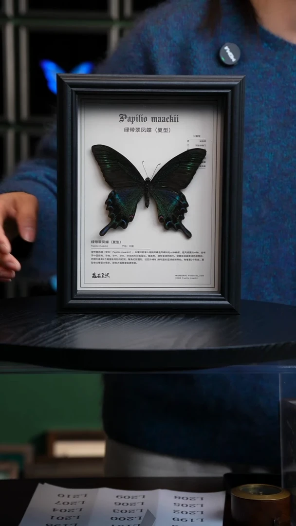 绿带翠凤蝶夏型中文科普款8寸竖框