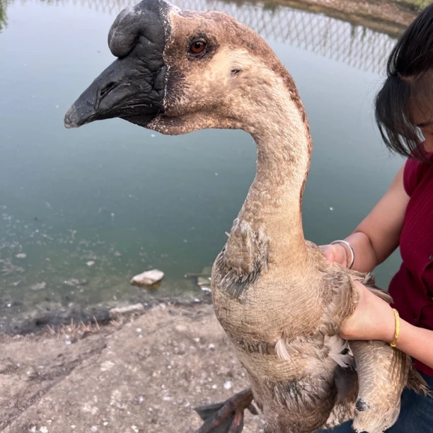 正宗狮头鹅四年老鹅11斤—16斤整只现捉现称现宰顺丰包邮