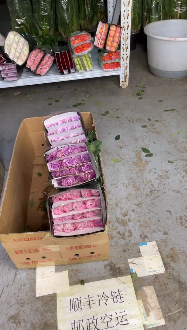 气场20枝+紫霞20枝+海洋之歌20枝