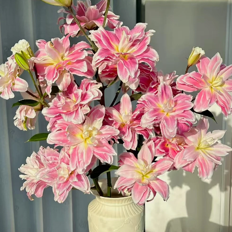 【一品花集】【莲花之境】——重瓣百合