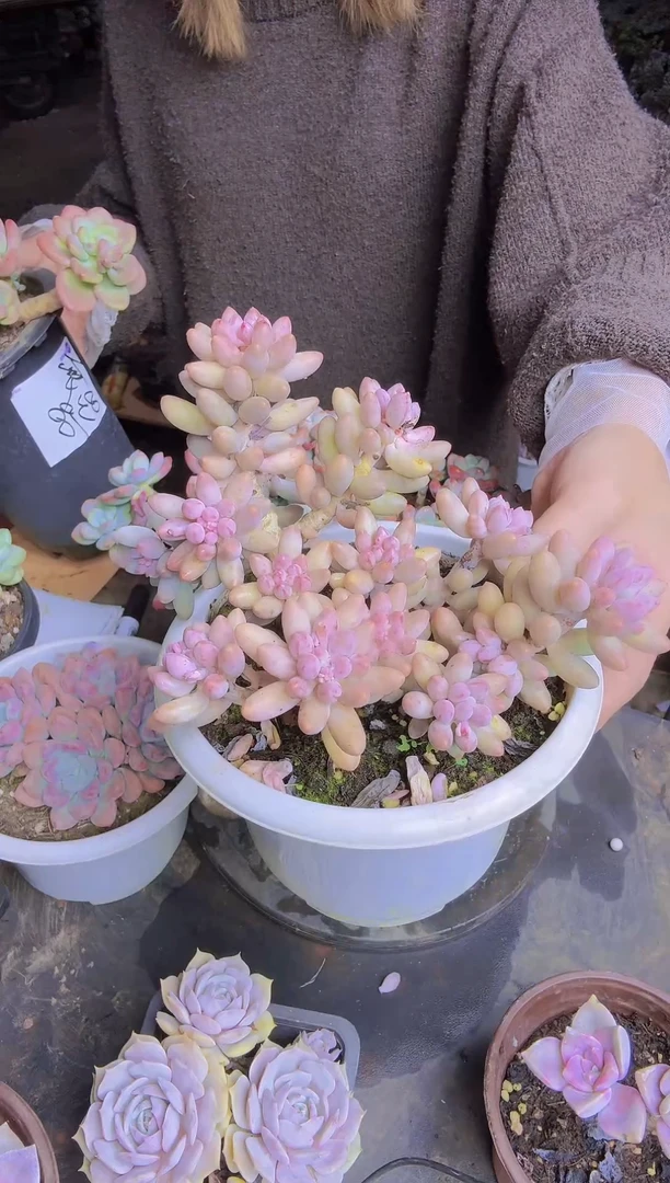 小老桩婴儿手指一物一拍脱土发货