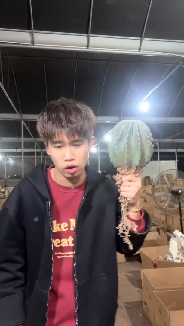 超大 无刺王冠龙【带根】