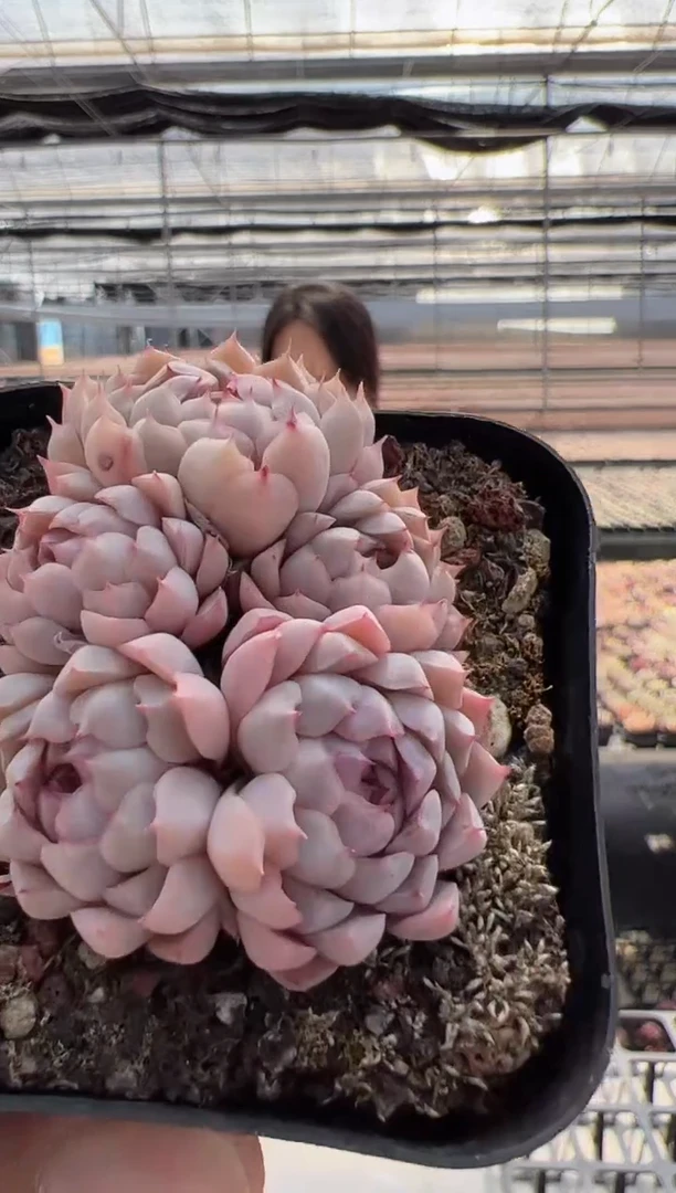 【闪购商品】新款多肉-33