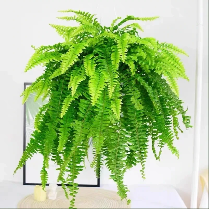 带繁星玻璃瓶水培波斯顿蕨茶桌面盆栽净化空气绿植物30-50CM室内