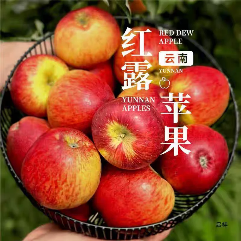 昭通红露丑苹果现摘现发脆甜多汁肉厚营养丰富九斤装
