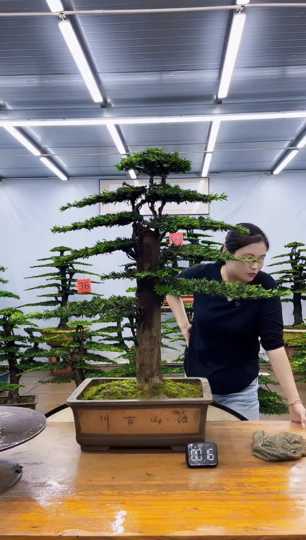 无花朵一物一拍，所见即所得
