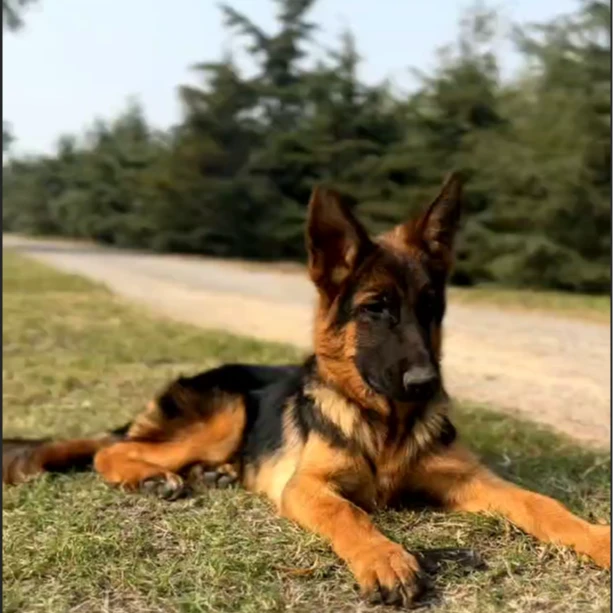 德牧幼犬大型犬警犬弓背黑背幼崽狼狗德国牧羊犬幼犬宠物