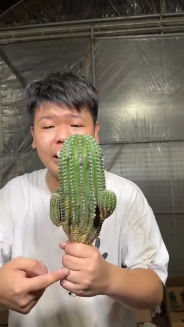 高13-20cm 黑金刚【实生根】