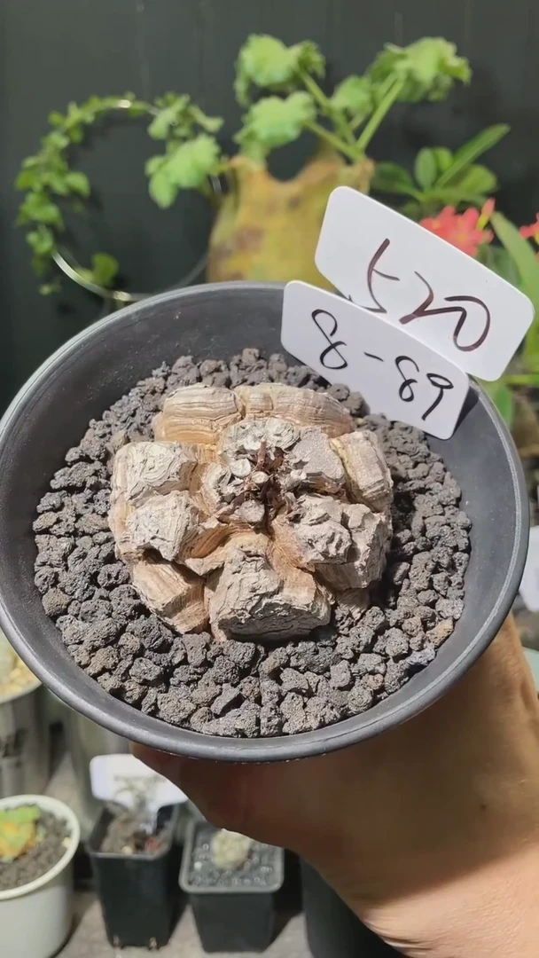 8-89号614甄选南非龟甲龙单颗