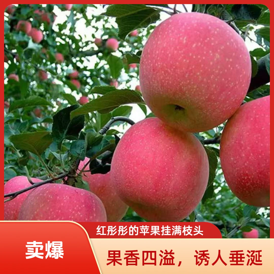 云南昭通苹果脆甜老树苹果新鲜现摘甜脆爽口多汁