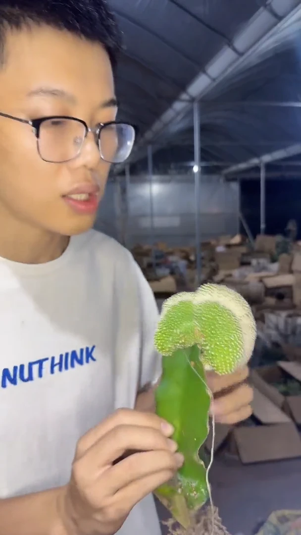 松露玉 缀化【嫁接】