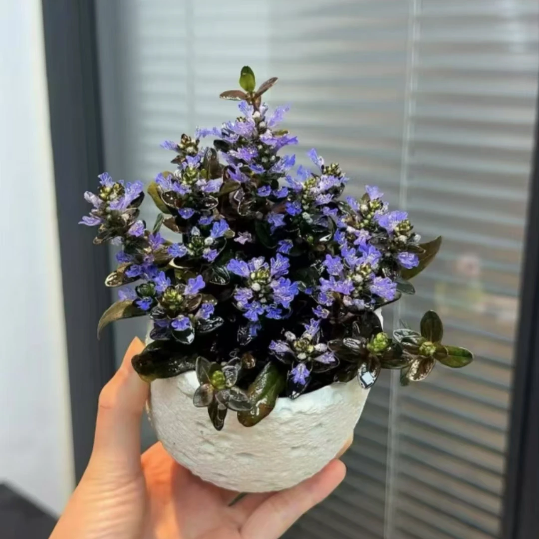 姬十二单带花发室内绿植花卉绿植盆栽桌面盆栽