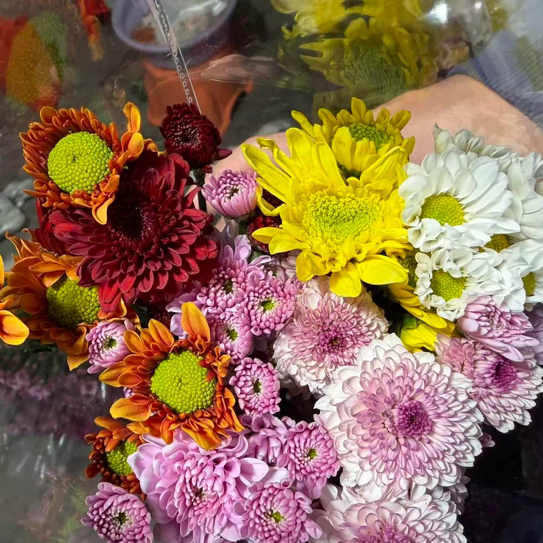 【福利爆款】直播同价广州基地现采现鲜切A级小雏菊混色发花期