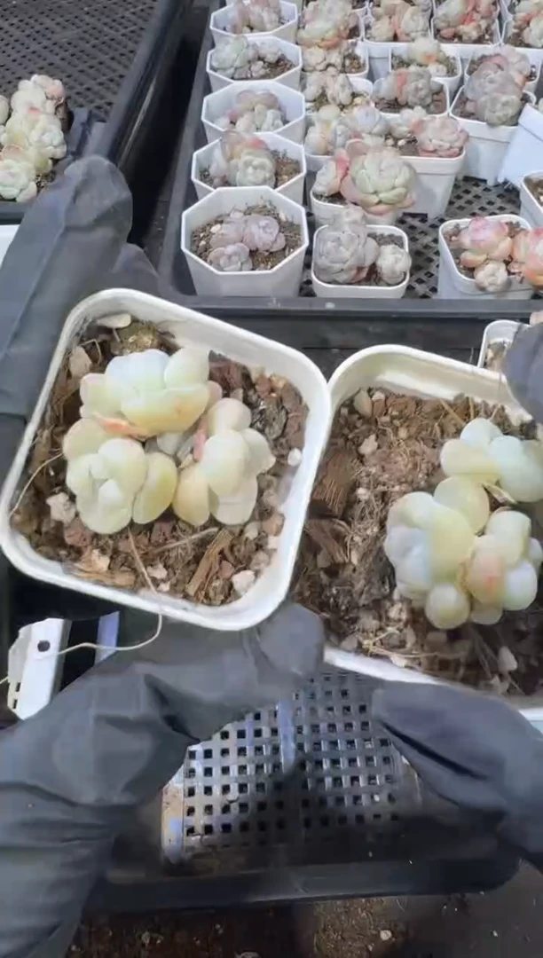 【闪购商品】75号到手1框江北多肉一物一拍