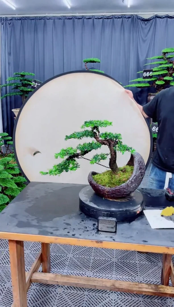 无花朵罗汉松盆景....