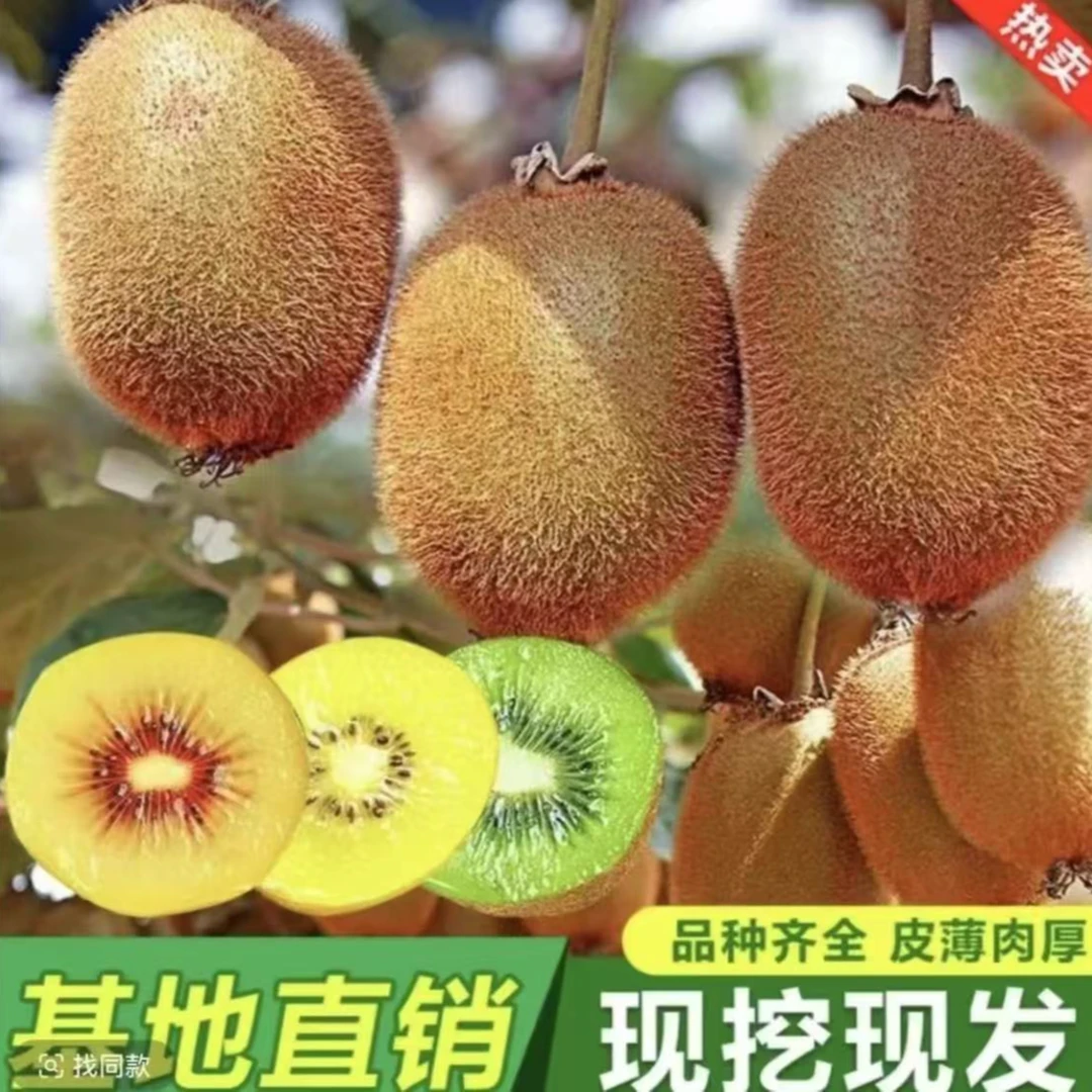 【猕猴桃树苗】公母同株品种猕猴桃南方北方都可种植果树苗