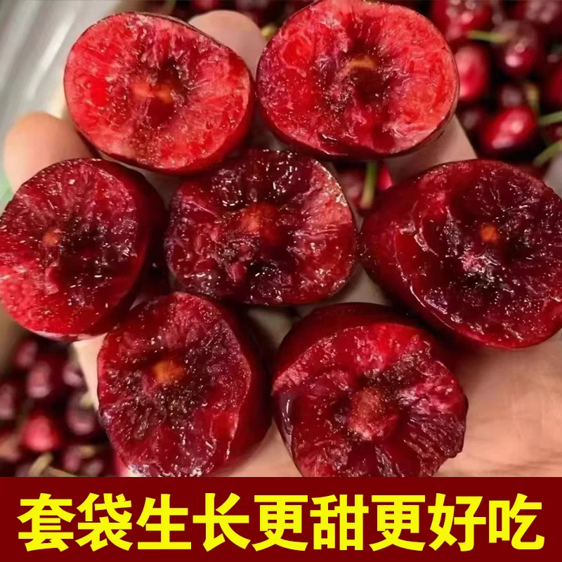 【达吾水果】精品天水套袋美早大樱桃净重3斤装(同城骑手配送到家)4J美早甘肃省