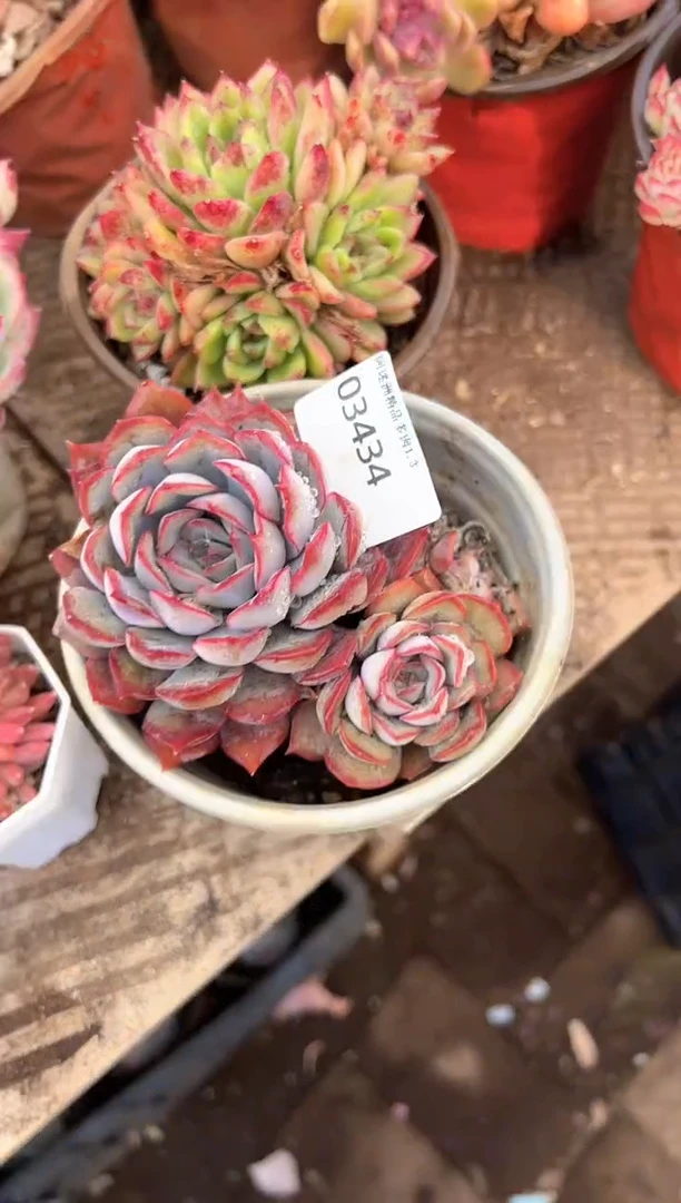 柚**?多肉植物一物一拍03434