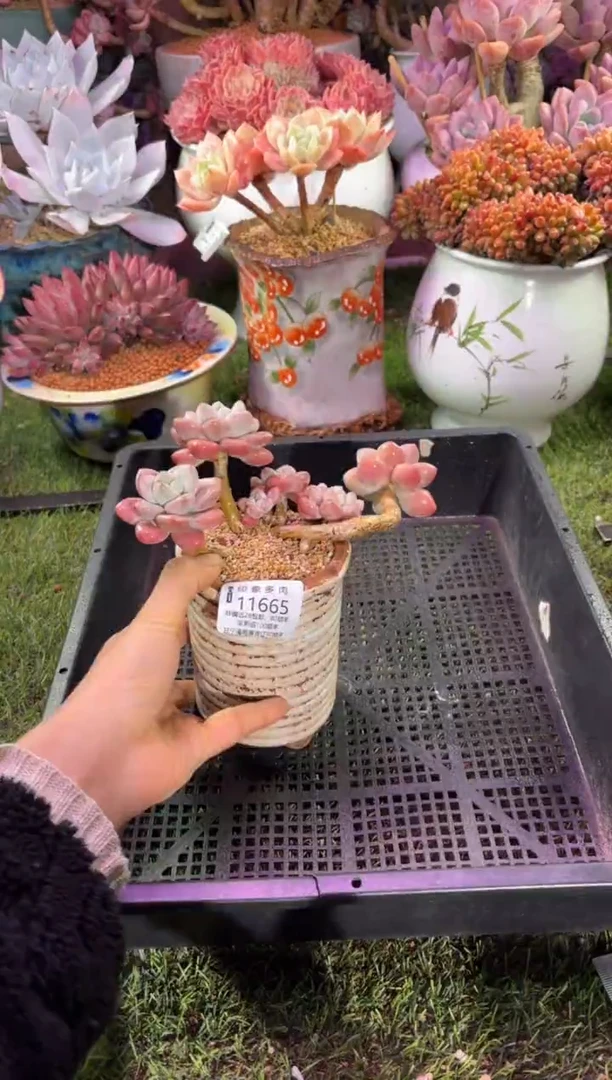 【闪购商品】11665