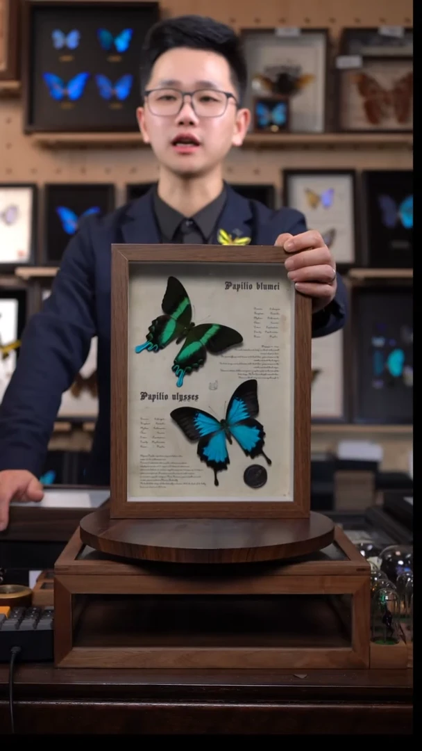 天堂凤蝶+爱神凤蝶A4复古框