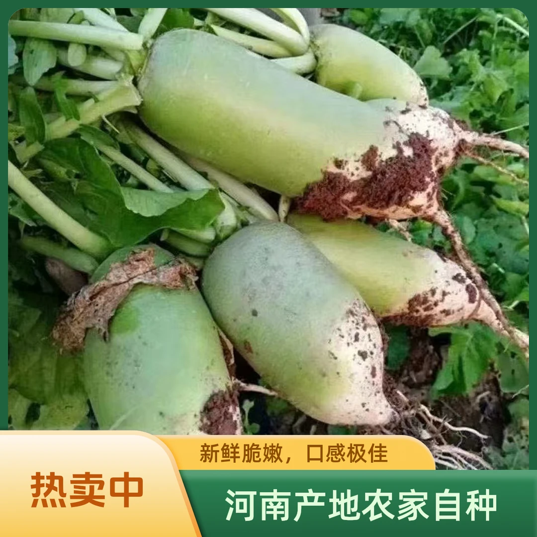 河南产地老品种青萝卜白萝卜脆嫩多汁现挖现发