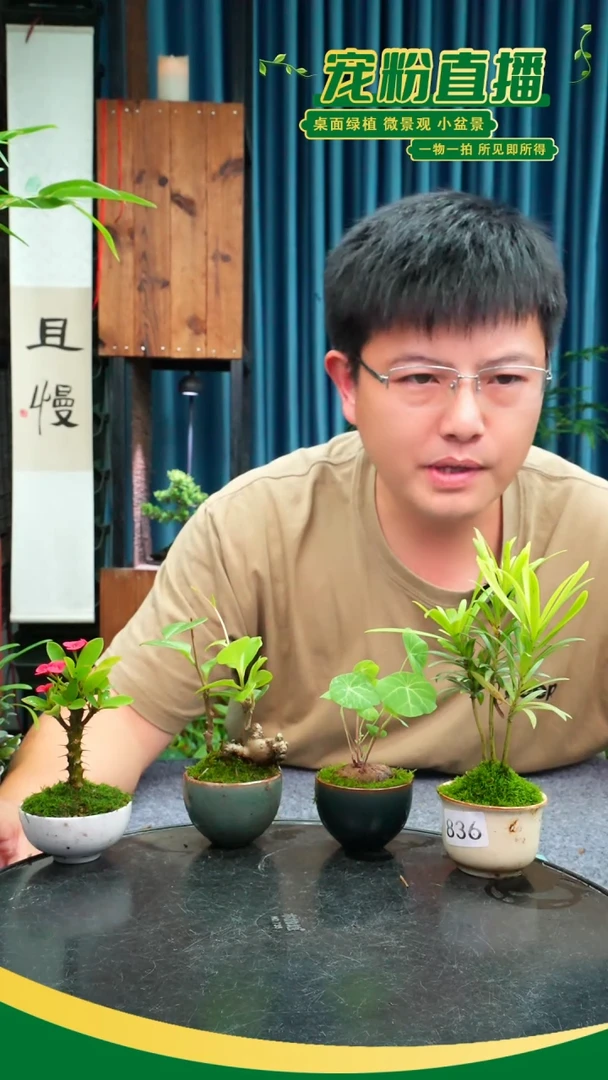 无花朵?苔藓微景观836号
