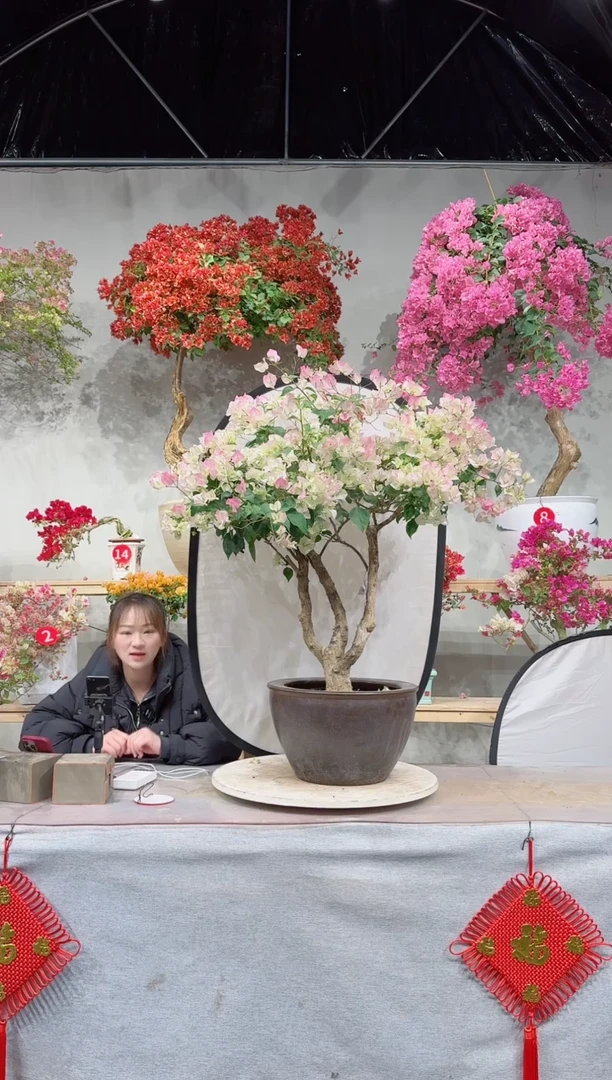【闪购商品】盆景绿叶樱花