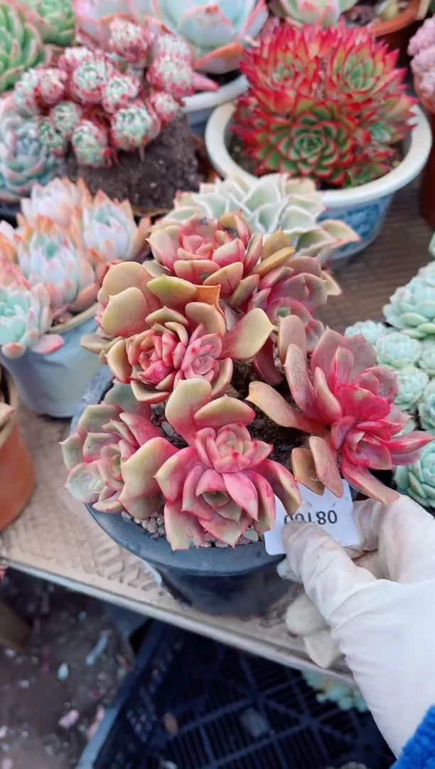 【闪购商品】08100