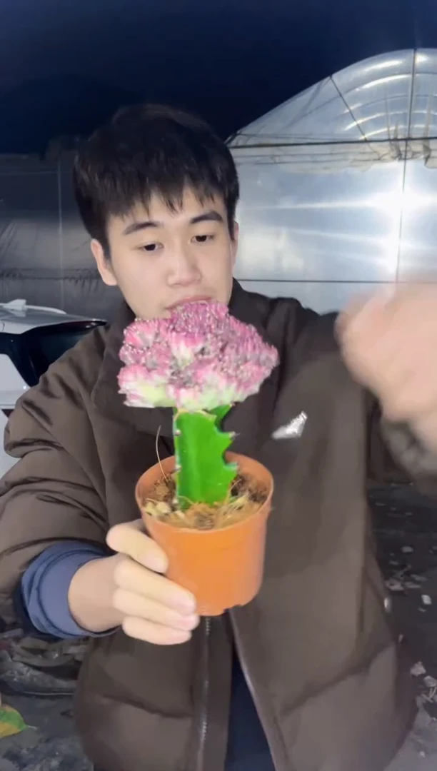 【闪购商品】彩麒麟【嫁接】