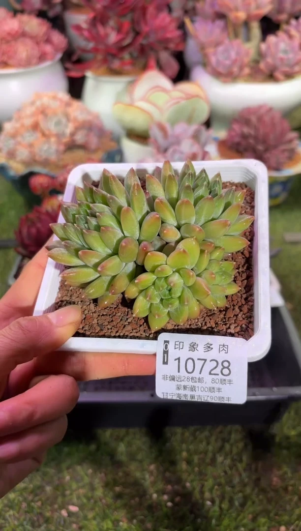 【闪购商品】10728