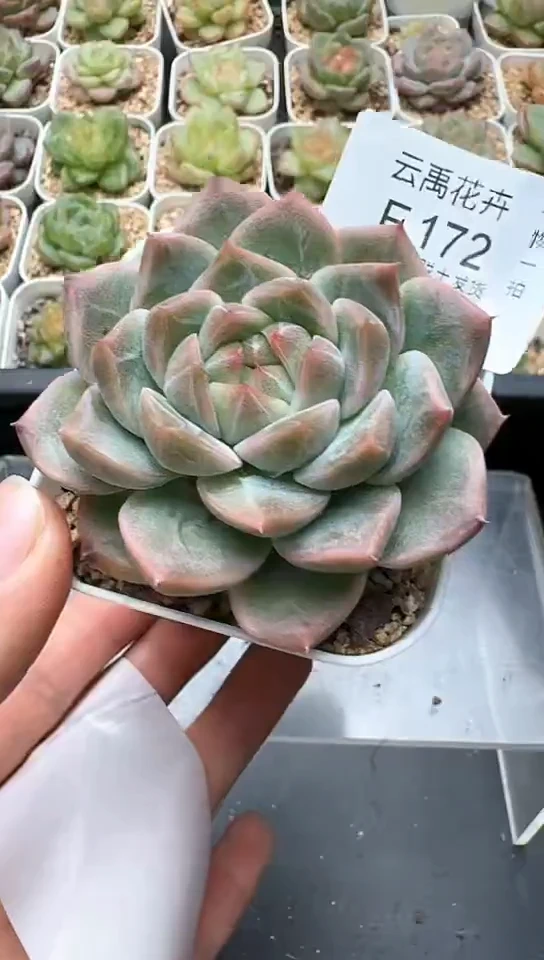 172F云禹多肉植物 默认脱土纸巾打包 3颗包邮