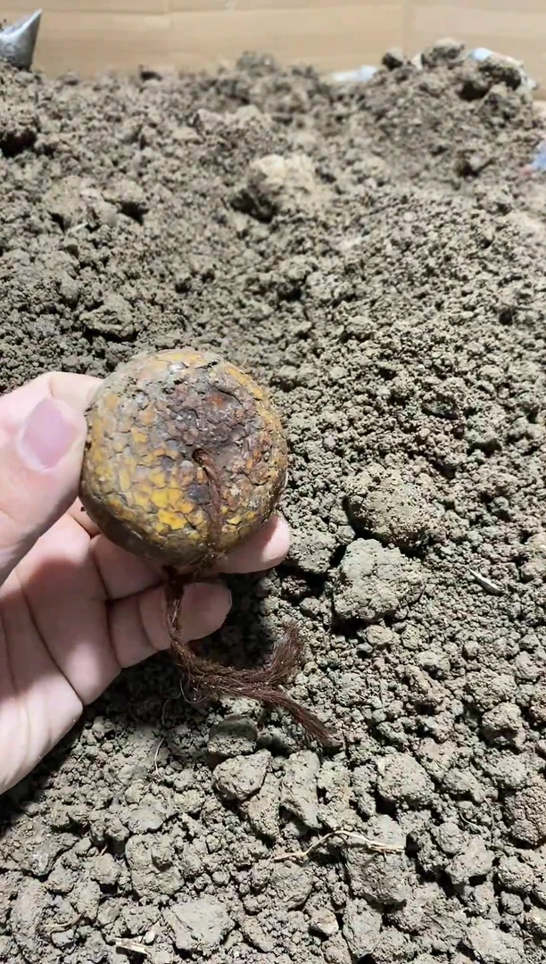 玉闪购直播精选链接