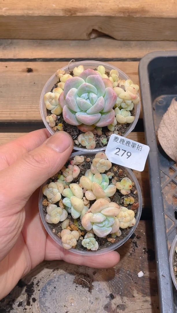 279琥珀白冰两盒    量拍