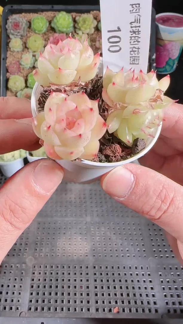 1127-100群生不包整