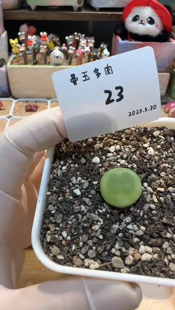 25.5.30-23L 多肉