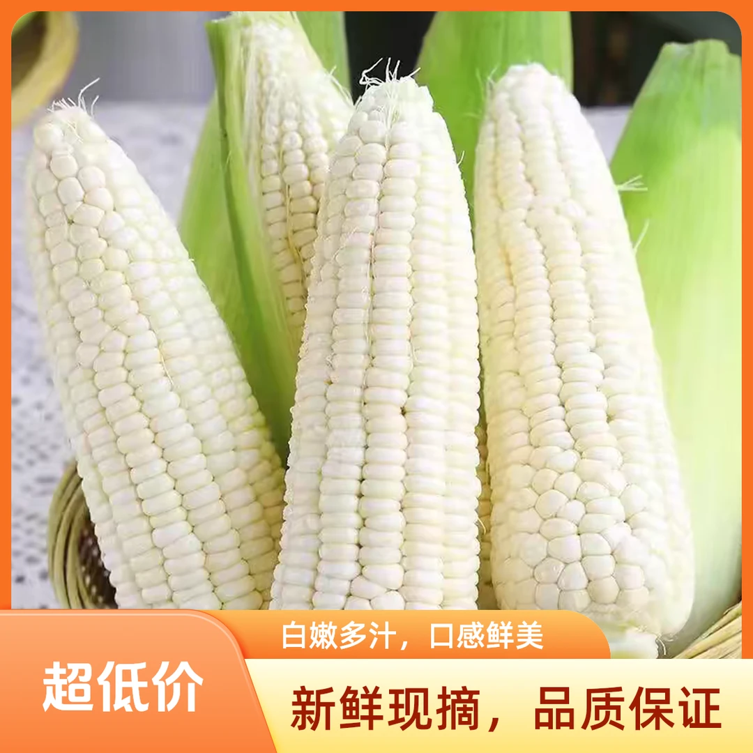 峨眉山现掰白糯玉米清香软糯清甜可口新鲜采摘代餐玉米