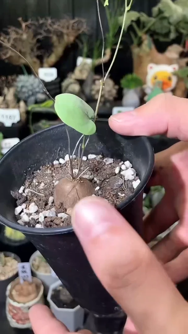 量拍福利半球象足龟甲龙宝宝带盆