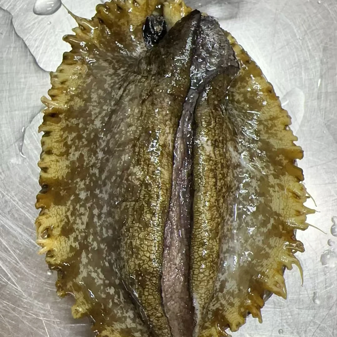 鲍鱼（有大有小）（保鲜不保活）【仅限福建省内可拍】