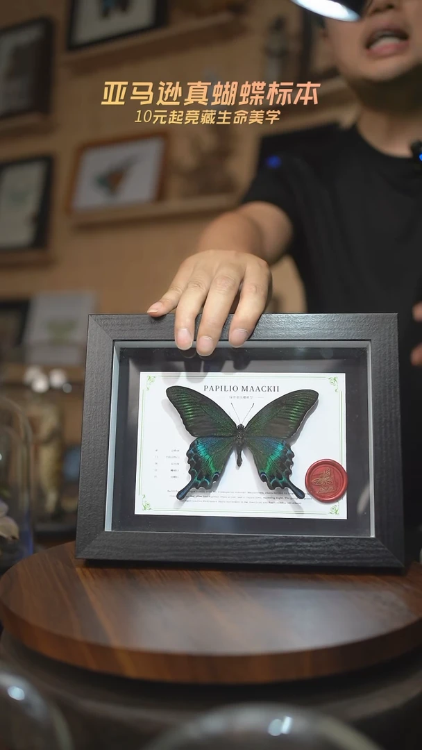 有机玻璃绿带翠凤蝶夏型国风版